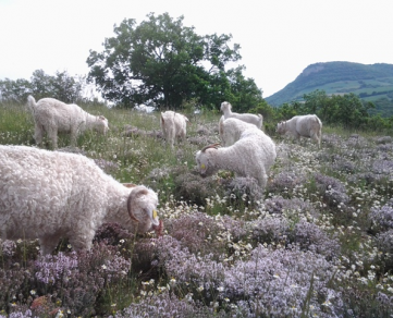 Mohair wool in Aveyron