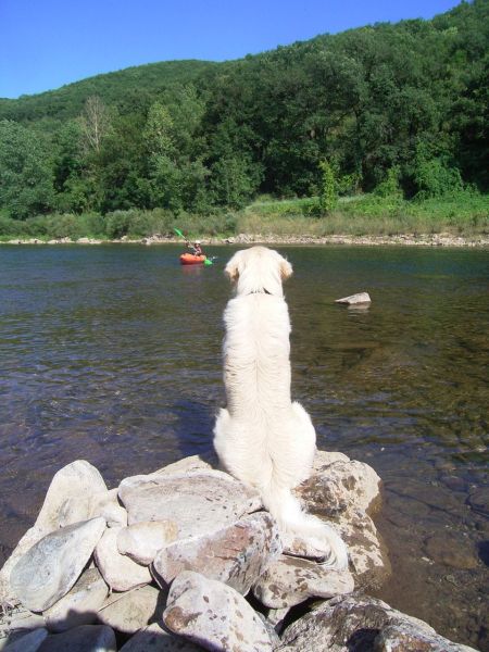 Activité Canoë Avec Son Chien