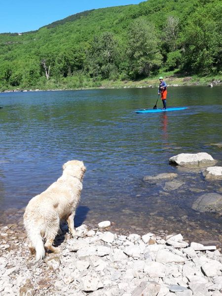 Faire du Canoë Avec Son Chien