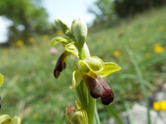Ophrys sombre