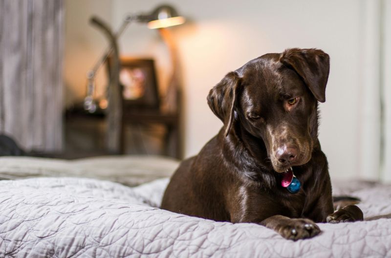 Hotel Acceptant Les Chiens