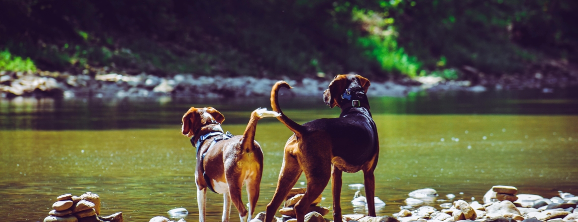 Vacances Avec Son Chien Au Bord de l'Eau