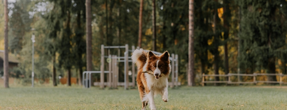 Vacances Avec Son Chien au Pays du Roquefort