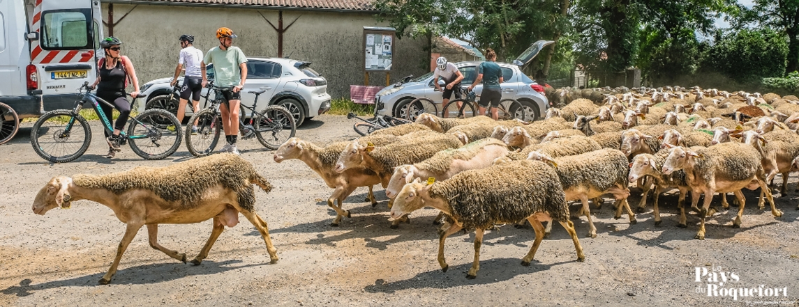 Brebis'Cyclette