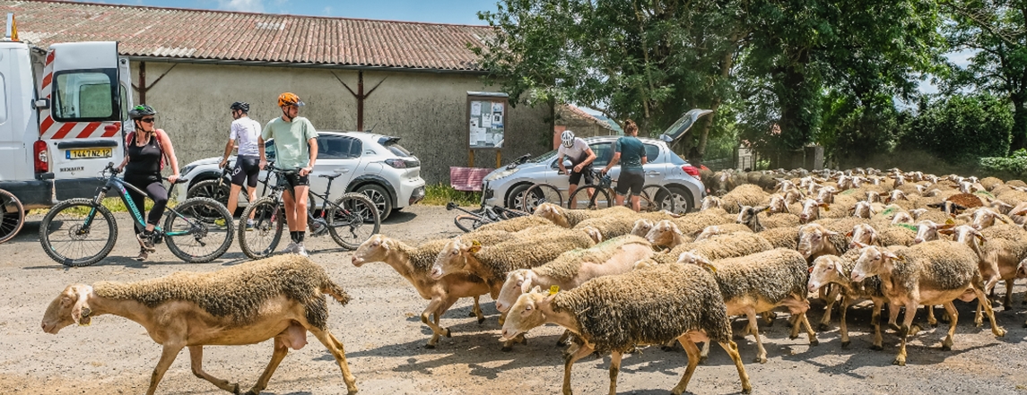 Brebis cyclette