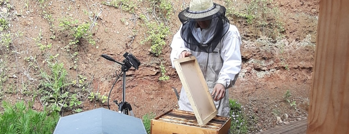 Ouverture ruche