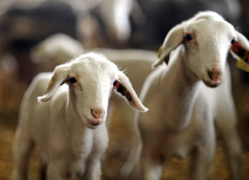 Agropastoralisme et Roquefort