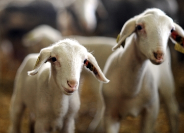 Nos fermes