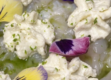 Saint-Jacques crues, huile de céleri du Lévézou & espuma au Roquefort