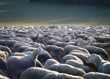 Roquefort y sus cuevas