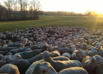 Agro-pastoralismo y Roquefort