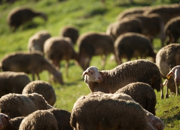 Agro-pastoralismo y Roquefort