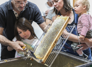 Immersion in the heart of the world of bees