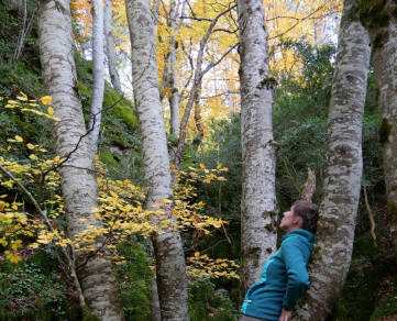Bain de forêt