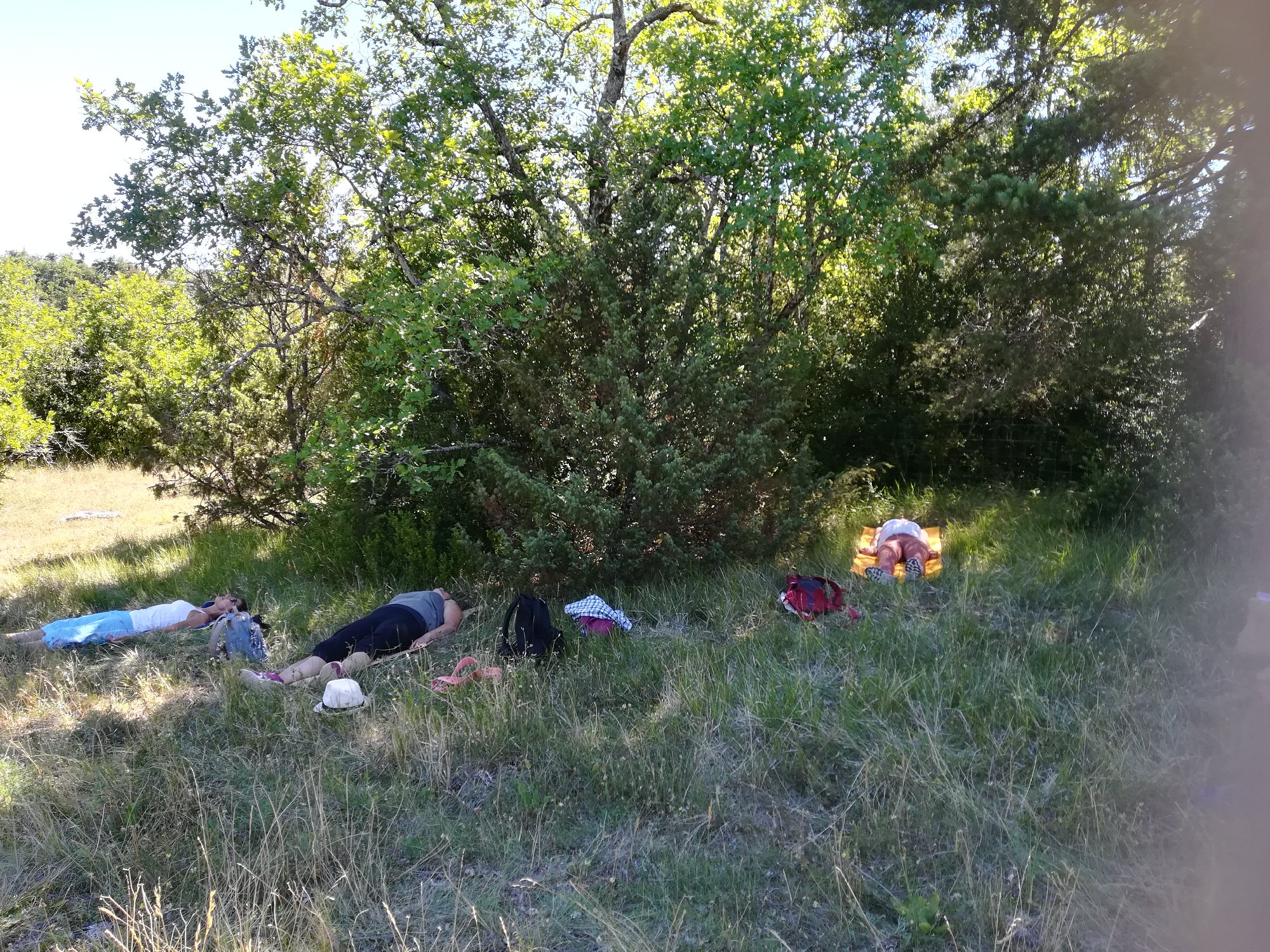 Relaxation sous les arbres