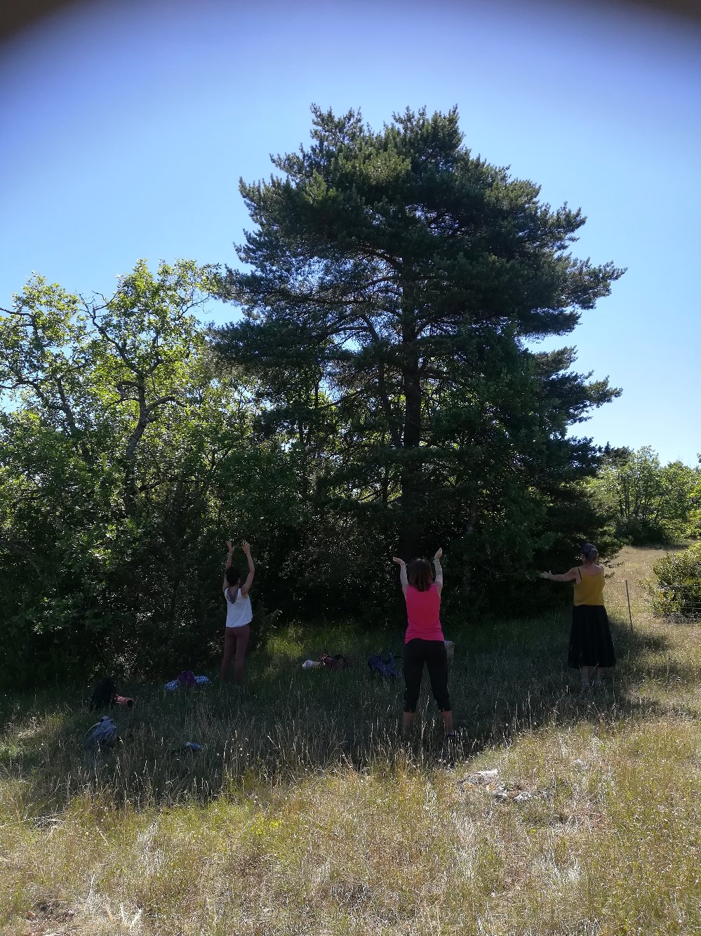 Respiration avec les arbres
