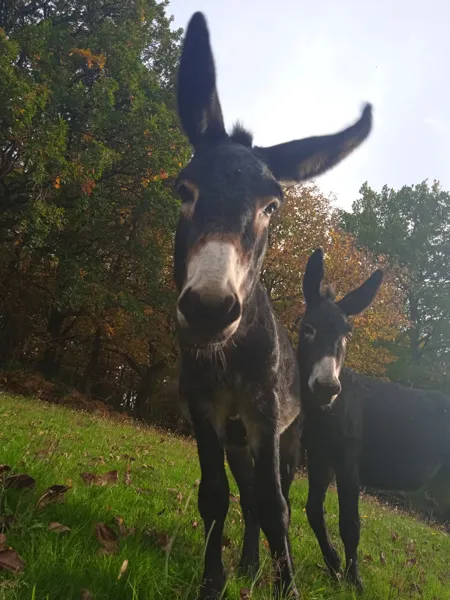 Flicka et Flora