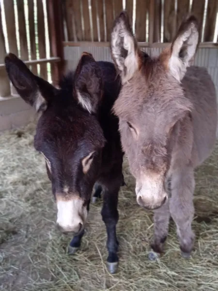 Jocelu et Flora