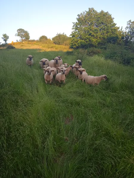 Les brebis