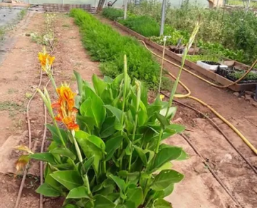 Au potager du Dourdou