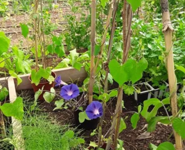 Au potager du Dourdou