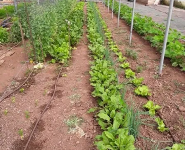 Au potager du Dourdou