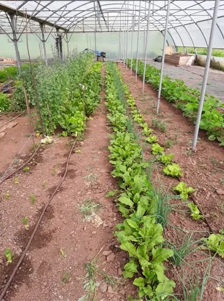 Au potager du Dourdou