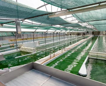 Spiruline des Grands Causses