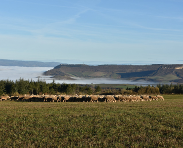Ferme d'Alcas - visite libre