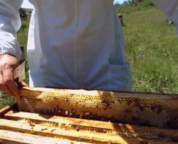 Stage apiculture "élevage de reines"