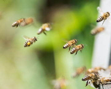 Stage apiculture "élevage de reines"