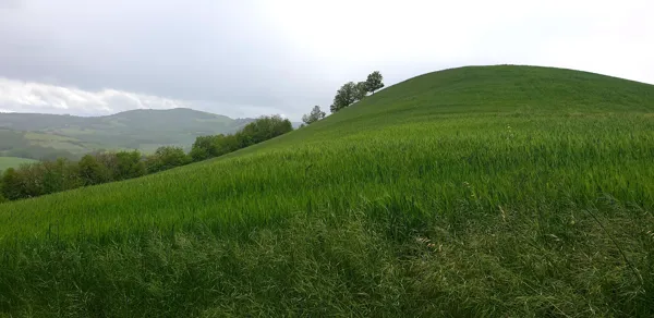 Notre Dame de Grâce