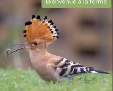 Balades guidées