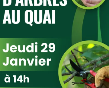 Taille d'arbres