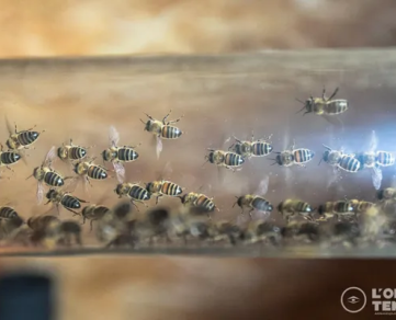 L'Arc en Miel : visite-immersion au coeur du monde des abeilles