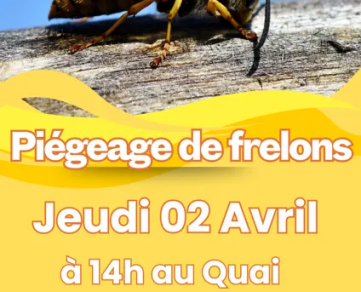 Piégeage frelons