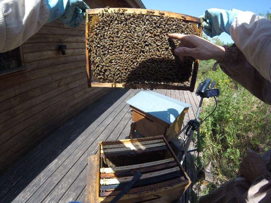 L'Arc en Miel : la visite VIP, une expérience unique au coeur du monde des abeilles
