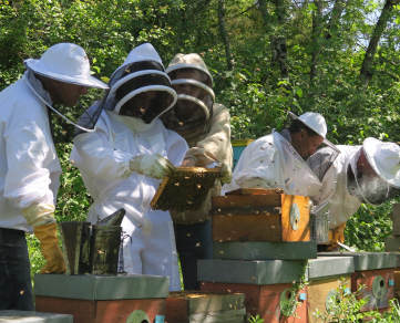 L'Arc en Miel : stage découverte apiculture