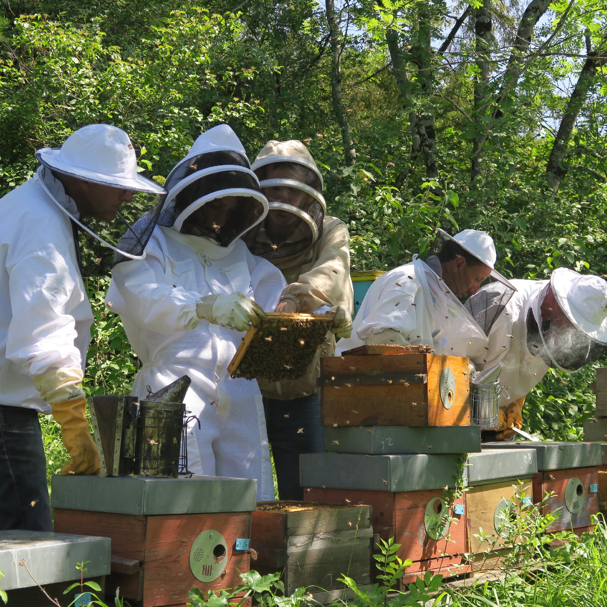L'Arc en Miel : stage découverte apiculture