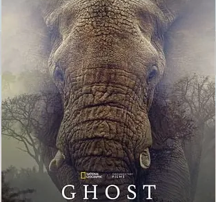 Ghost Elephants